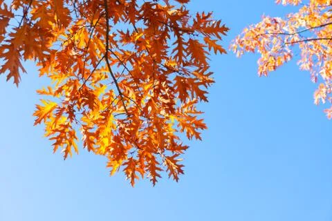 Fall maple leaves Stock Photos