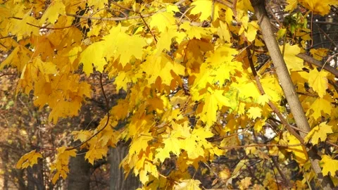 Fall maple leaves sway in the wind. Stock Footage 295227485