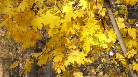 Fall maple leaves sway in the wind. Video stock 295227493