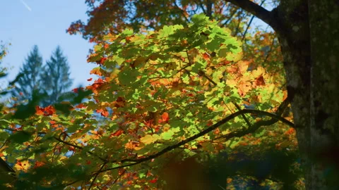 Fall maple leaves tree canopy handheld left right pan Stock Footage 346916161