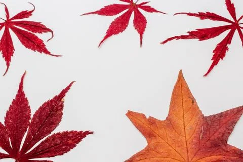 Fall maple leaves on white background, autumn floral texture Stock Photos