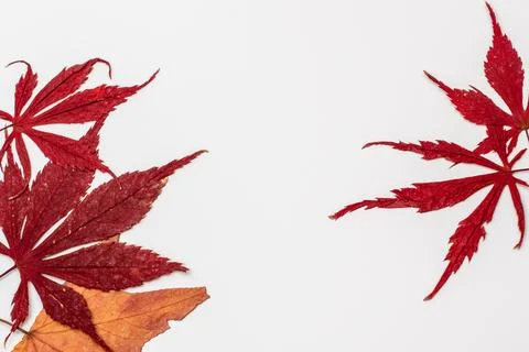 Fall maple leaves on white background, autumn floral texture Stock Photos