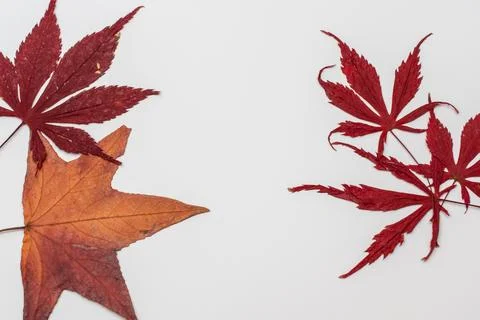 Fall maple leaves on white background, autumn floral texture Stock Photos