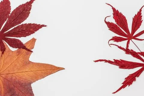 Fall maple leaves on white background, autumn floral texture Stock Photos