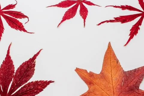 Fall maple leaves on white background, autumn floral texture Stock Photos