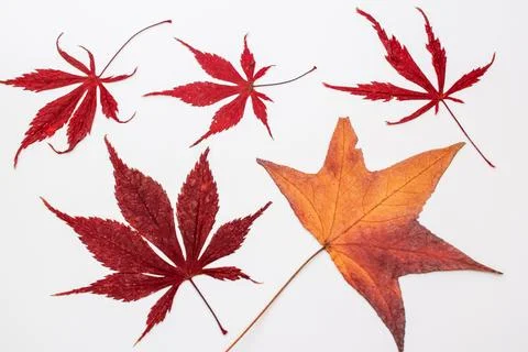 Fall maple leaves on white background, autumn floral texture Stock Photos