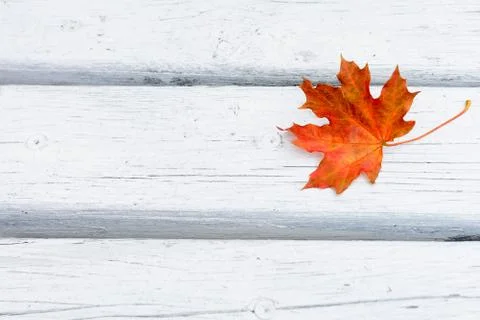 Fall maple red leaf on white wooden background Stock Photos