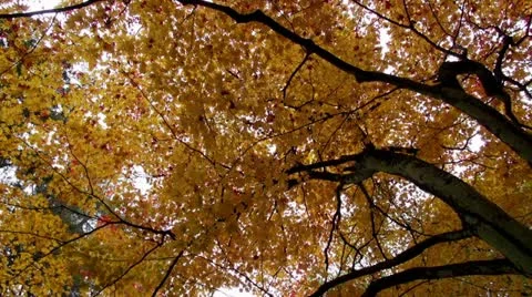 Fall Maples In Takayama Stock Footage 20584991