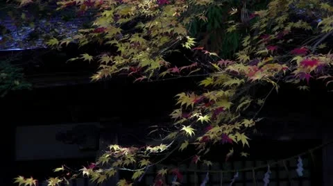 Fall Maples At Zennoji Stock Footage 20582604