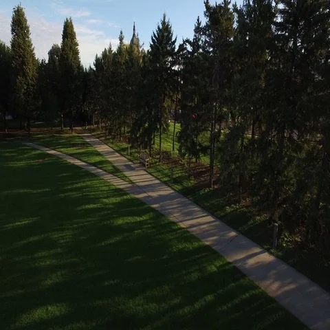 Fall Marathon Reveal Over Trees Stock-Footage 69524855