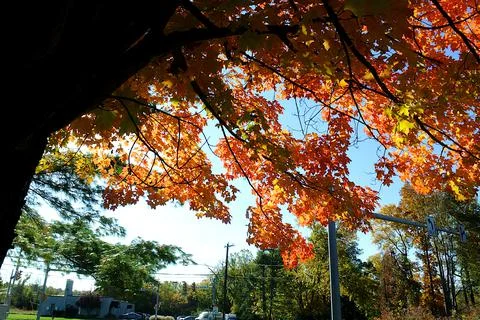 Fall Medium Shot in Carpenter Park Stock Photos