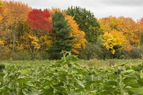 Fall Meriam's Corner Stock Photos