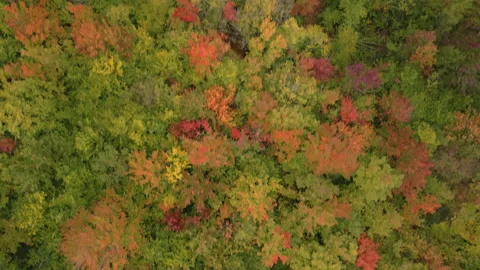 Fall in Michigan during peak leaf colors. Stock Footage 257003969