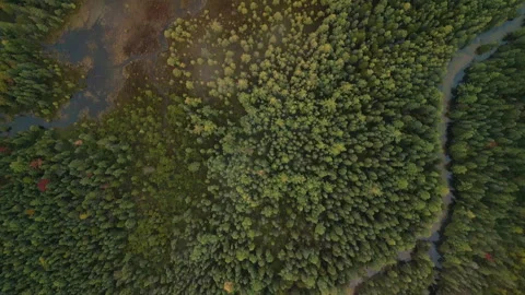 Fall in Michigan during peak leaf colors. Stock Footage 257156537