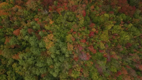 Fall in Michigan during peak leaf colors. Stock Footage 257241496