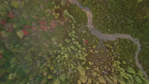 Fall in Michigan during peak leaf colors. Stock Footage 257249535