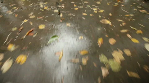 Fall Motion Background Video stock 664752