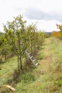 Fall mountain apple orchard Stock Photos