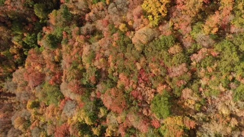 Fall in the mountain 動画素材 296795307