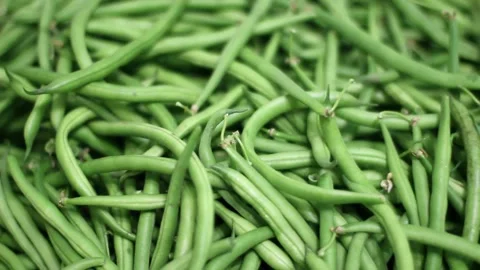 Fall movement of environmentally friendly raw green string beans. Stock Footage 160224072