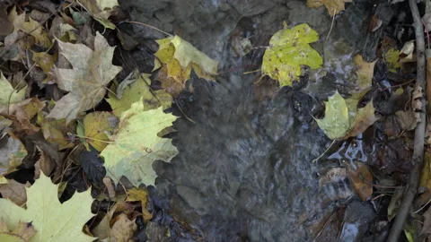 Fall multi-colored leaves along stream Vídeo Stock 219359382
