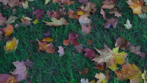 Fall multi-colored leaves Stock Footage 215890860