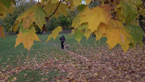 Fall multi-colored leaves 库存影片 217679794