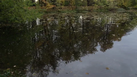 Fall multi-colored leaves 스톡 동영상 217679884