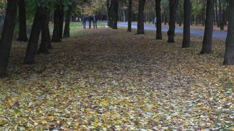 Fall multi-colored leaves 스톡 동영상 217679962