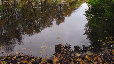 Fall multi-colored leaves 스톡 동영상 217680053