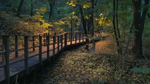 Fall multi-colored leaves 스톡 동영상 217681517