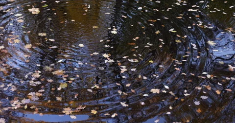 Fall multi-colored leaves in pond Stock Footage 218623471