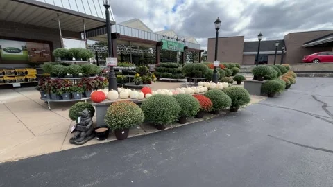 Fall Mums and Pumpkins at Garden Center in Bolivar, Missouri Stock Footage 347757625