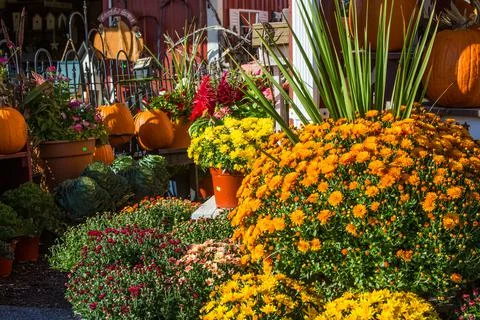 Fall Mums and Pumpkins at Roadside Stand Foto stock