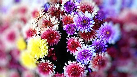 Fall Mums in Bloom Stock Photos