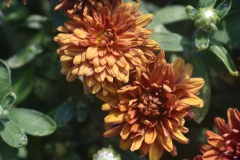 Fall Mums Stock Photos