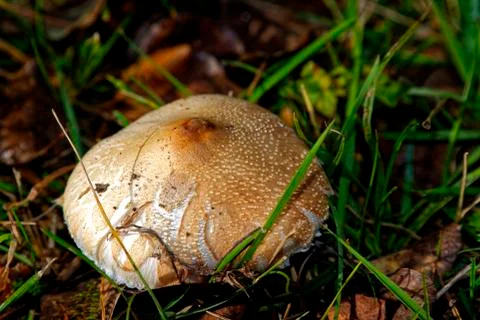 Fall mushroom found in a forest, Stock Photos