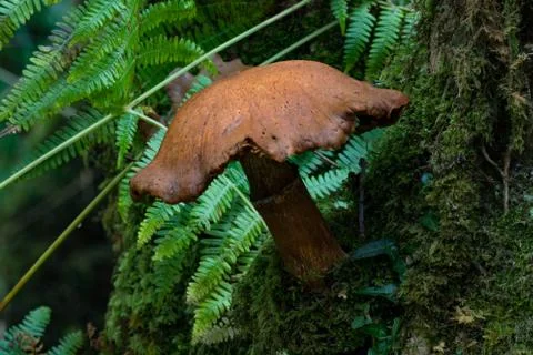 Fall mushroom growing on a tree bark in the forest Stock Photos