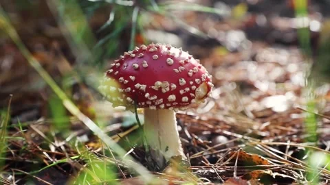 Fall mushroom, red with white dots Stock Footage 141505641