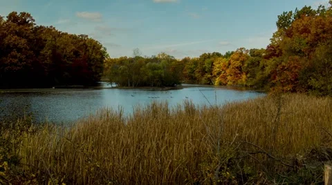 Fall, Nature, Colorful, Sun on Grassy Pond with Fall Colors Stock Footage