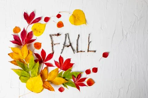 Fall nature composition with leaves  Stock Photos