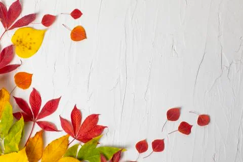 Fall nature composition with leaves  Stock Photos
