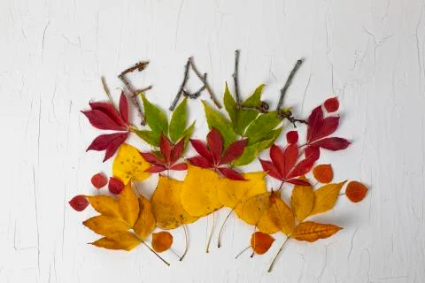 Fall nature composition  Stock Photos