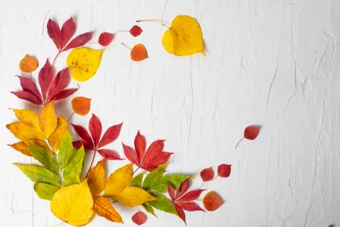 Fall nature composition  Stock Photos