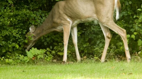 Fall, Nature, Deer in wild eating leaves Stock Footage 56470360