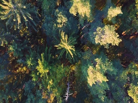 Fall in a nature. Stock Footage 81223776