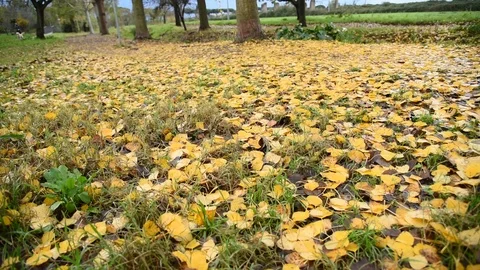Fall Nature Stock Footage 98836858