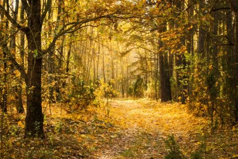 Fall. Nature. Forest. Foto stock