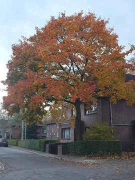 Fall in Northern Germany Stockfoto's