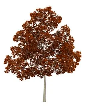Fall norway maple tree isolated on white background Stock Illustration